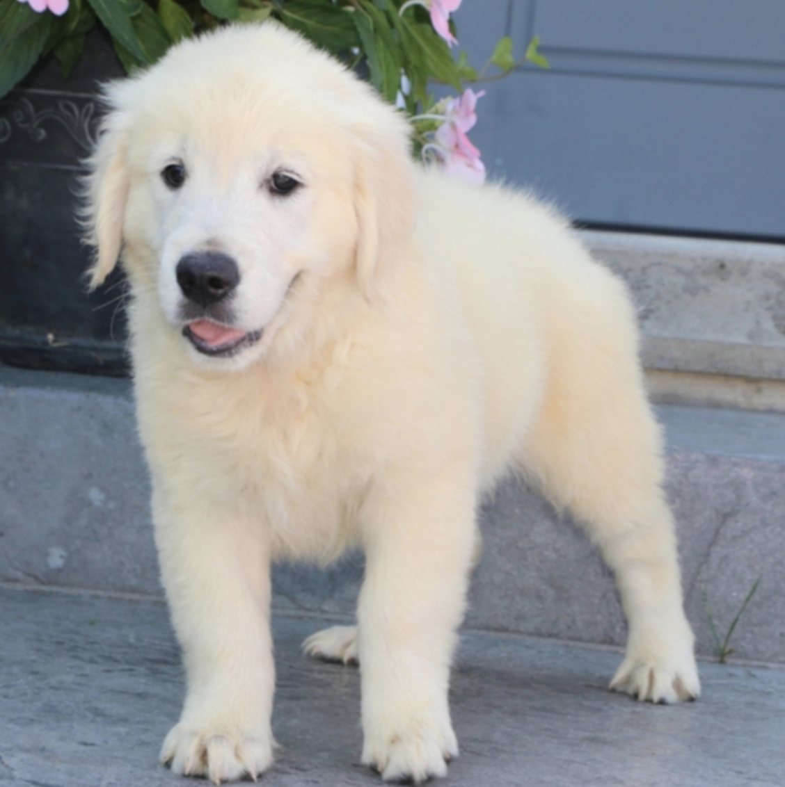 comprar cachorros sanos, baratos y asequibles para la venta